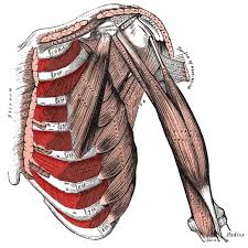 There are three sets of muscles, called intercostal muscles , which span each of the intercostal spaces. Intercostal Muscles Origin Insertion Action Innervation The Wellness Digest