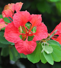 Image result for Bauhinia galpinii