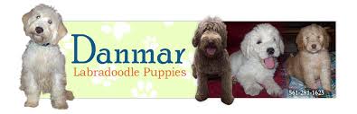 If you are looking to adopt or buy a labradoodle take a look here! Available Labradoodle Puppies For Sale In Sc Nc Danmar Labradoodles