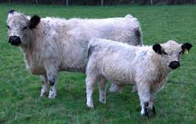 Frost forms on the back of galloway cows on february 1, 2019 in crainlarich in scotland. Galloway Fleischrinder Zuchtverband Schleswig Holstein Hh