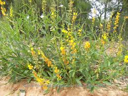Image result for Crotalaria misella