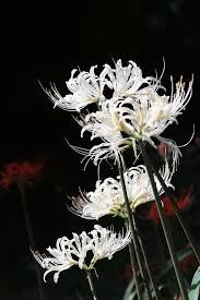 Black And White Pictures Of Lily Flowers White Spider Lily Red Spider Lily Lily Flower Pictures Of Lily