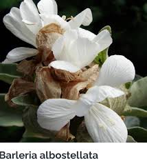 Image result for Barleria albostellata