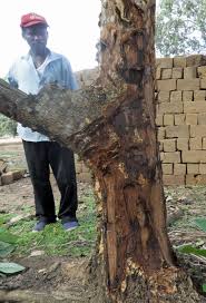 Image result for Entada abyssinica