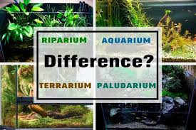 Difference Between Aquarium Terrarium Riparium And Paludarium Shrimp And Snail Breeder In 2020 Terrarium Aquarium Terrarium Plants