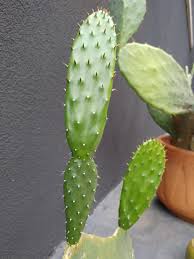 I grow four types and would like to collect more. The Difference Of Growing Inside Vs Outside Is Hilarious Cactus