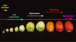 fruit growth ripening metrics color firmness dry matter