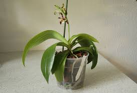 Image result for Adenocarpus mannii