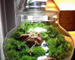 Image of Juniper bonsai tree in a terrarium