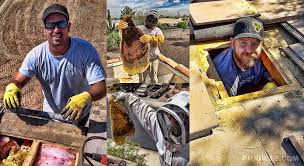 Please feel free to contact lady bug pest control specialists to answer any of your pest control questions or for a free inspection. Bee Removal And Relocation In Az Surprise Mesa And Scottsdale