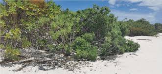 Image result for Erythroxylum platycladum