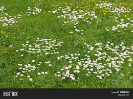 Our passion is to inspire our valued supporters to express their own home, wedding, or special event décor. Meadow Flowers White Image Photo Free Trial Bigstock
