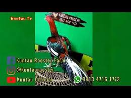 Ayam Bangkok Siam Super Istimewa Besar Ekor Panjang Lidi 4 5 Kilo Youtube Hewan Klasik