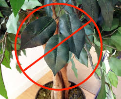Check spelling or type a new query. The Drawbacks Of Fake Plants And Why To Grow Real Houseplants Sunset Magazine