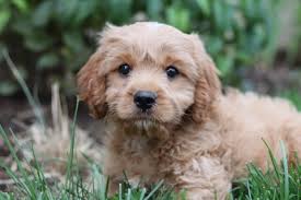 This dog falls within the same genetic group as the chow chow, the akita, and the shiba inu. Cavoodle Dog Breed Information Pawshake Blog