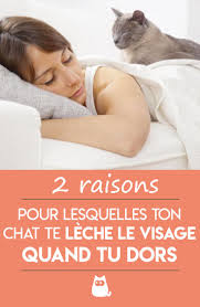 Pourquoi Mon Chat Me Leche Le Visage Quand Je Dors Guide Complet Chat Qui Dort Chat Chat Qui Leche