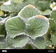 Image result for Tetranychidae grapevine