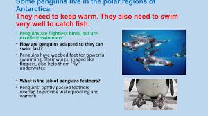 The habitat of polar bear and penguin is cold or a snowy region.they feed fish. How Are Animals Adapted To Live In Polar Regions Science Grade Ppt Download