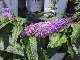 Bloom season is generous in length and. Butterfly Bush Pugster Amethyst 3 Gallon Pot Wilson S Garden Center