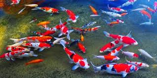 Kolam ikan yang kotor, karena tidak menggunakan sistem filter yang baik akan untuk kolam kecil, filter kolam ikan dapat sangat sederhana. Jual Ikan Koi Murah Berkualitas Www Jualikankoi Co Id