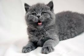 skolko stoit britanskaya koshka cena porodistogo kotenka