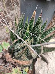Image result for Pearsonia aristata