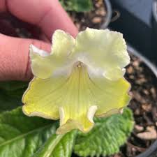 Image result for Streptocarpus goetzei