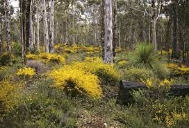 Image result for Acacia lasiopetala