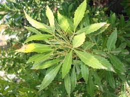 Image result for Cadaba natalensis