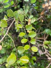 Image result for Capparis fascicularis