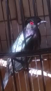 Yang membedakan jenis burung ini hanyalah warna bola matanya saja yang berwarna merah. Ande Lumut Mei 2019