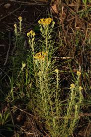 Image result for Nidorella welwitschii