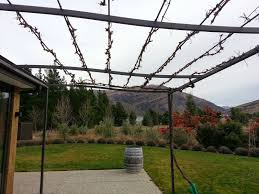 Image result for pruning grapes on a pergola