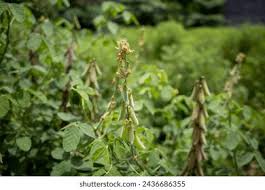 Image result for Crotalaria preladoi