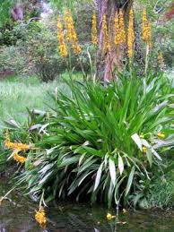 Image result for Wachendorfia