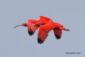 Daarop is te zien dat de rode ibis dit jaar al 54 keer is gespot in nederland en in heel 2019 slechts acht keer. Natuurfotograaf Gijs Beleeft Geluksmoment De Rode Ibis Op De Zunasche Heide Instagram Tubantia Nl