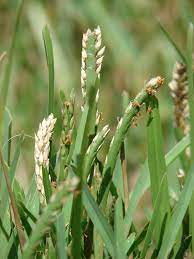 We did not find results for: St Augustine Grass Stenotaphrum Secundatum Flowers And Seeds Feedipedia