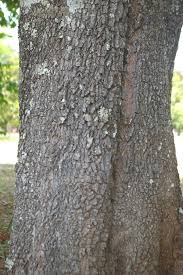 Image result for Maprounea