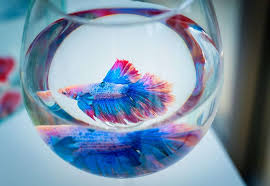 Basic Guide In Cleaning Your Betta Fish Tank Betta Source