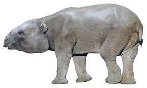 Image result for Thesium breyeri