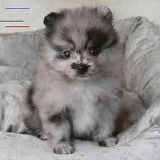 Female pug puppies, silver fawn pug. Pin On Dragan