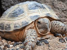 Horsfield Tortoise, Agrionemys Horsfieldii, Care Sheet - Help Guides