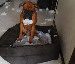 You can buy orthopedic chew proof beds that keep your old dog comfortable. Indestructible 4 Easy Ways To Chew Proof A Dog Bed Or Any Furniture