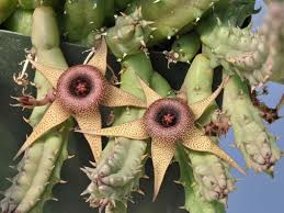 Image result for Huernia procumbens