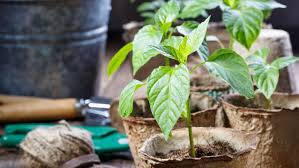 Perfekt für den anbau im gemüsebeet, hochbeet und auf dem balkon. Paprika Pflanzen Tipps Zu Anbau Pflege Ernte Garta