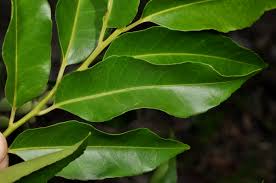 Image result for Putranjivaceae