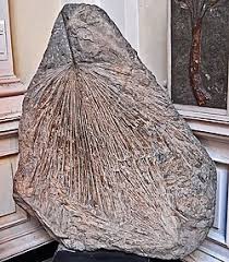 Image result for Flabellariopsis acuminata