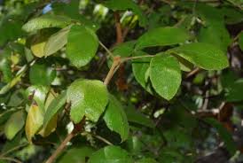 Image result for Vitex mombassae