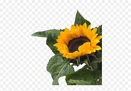 Choose from 970000+ illustration graphic resources and download in the form of png, eps, ai or psd. Download Sunflower Png Tumblr Sunflower Png Image With No Transparent Sunflower Aesthetic Png Sun Flower Png Free Transparent Png Images Pngaaa Com