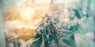 Everything you need to know about cannabis bonsai plants. Take Cannabis Cloning To The Next Level With Bonsai Mother Plants Zamnesia Blog